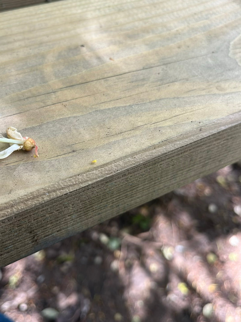 Een klein insect zit op een houten oppervlak en valt nauwelijks op in de omgeving.