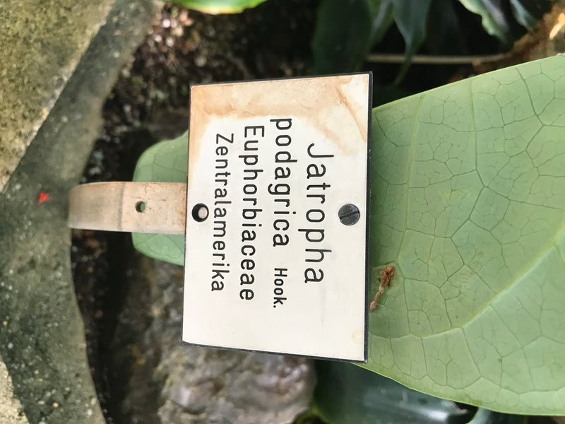 Gichtbaum — foto 1 van 3