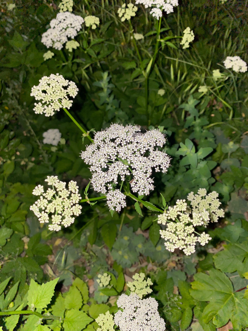 De afbeelding toont een bloeiende zevenbladplant met typische witte schermbloemen en groene bladeren. Het groeit te midden van dichte vegetatie.