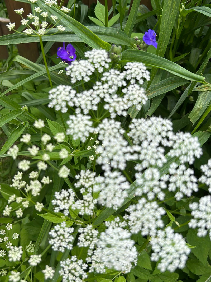 De kenmerkende witte schermbloemen en bladeren van zevenblad zijn te zien, omringd door groene vegetatie. De foto toont de plant in zijn natuurlijke omgeving...