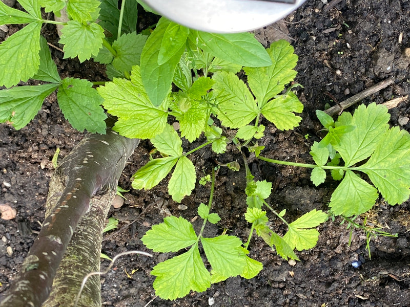 De foto toont zevenblad met typische bladeren groeiend op donkere grond. De opname van boven toont de groene bladstructuur in zijn natuurlijke omgeving.