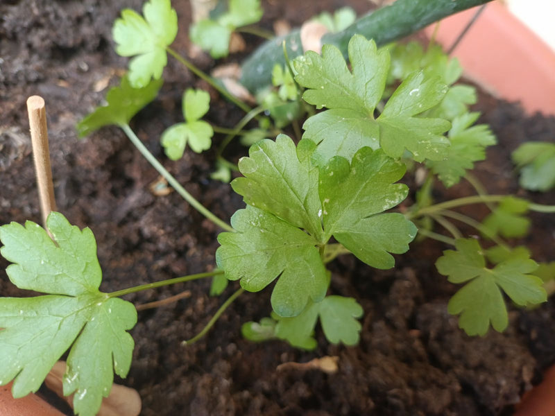 Vergif boterbloem — Bild 1