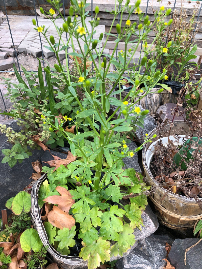 Een bloeiende blaartrekkende boterbloem groeit rechtop in een mand tussen stenen. De plant toont kleine gele bloemen en langwerpige vruchthoofdjes.