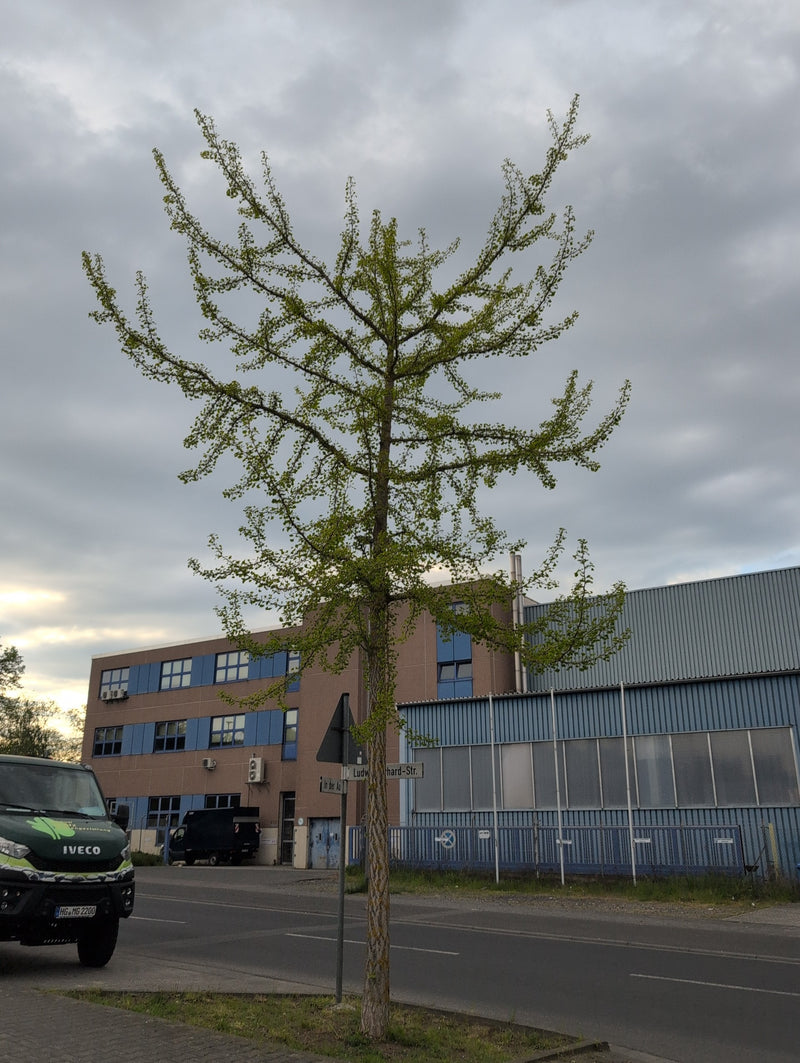 ginkgo — Bild 1