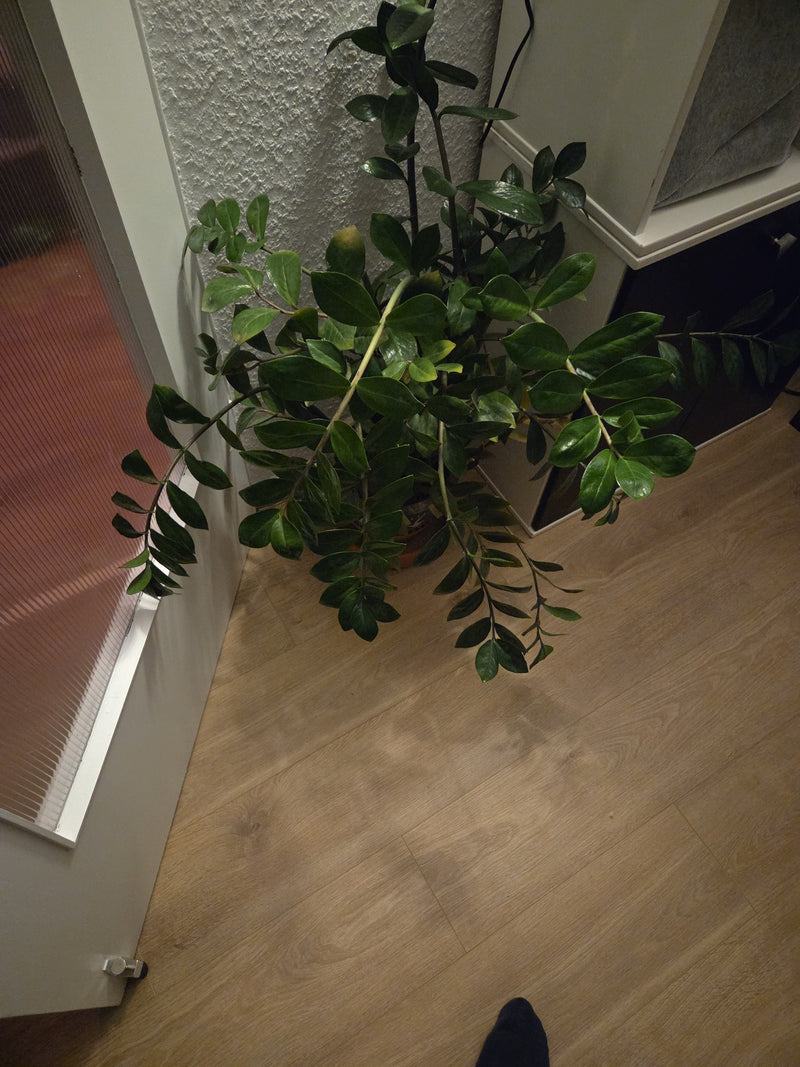 Gelukkige veer — Bild 1
