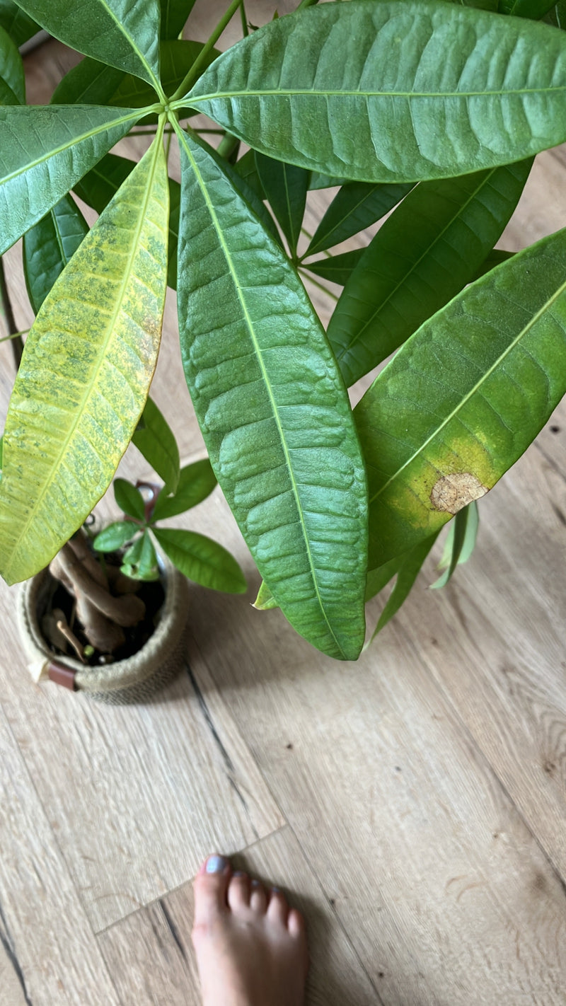 Een watercacaoboom is te zien in een pot op een houten vloer. De focus ligt op de typische handvormige bladeren van de plant.
