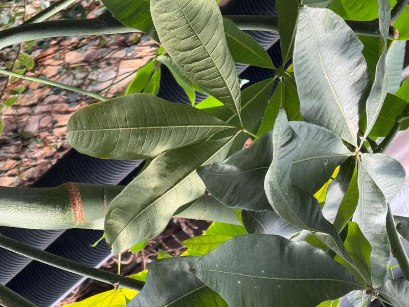 Close-up van de handvormig samengestelde bladeren en de groene stam van een geldboom (Pachira aquatica).