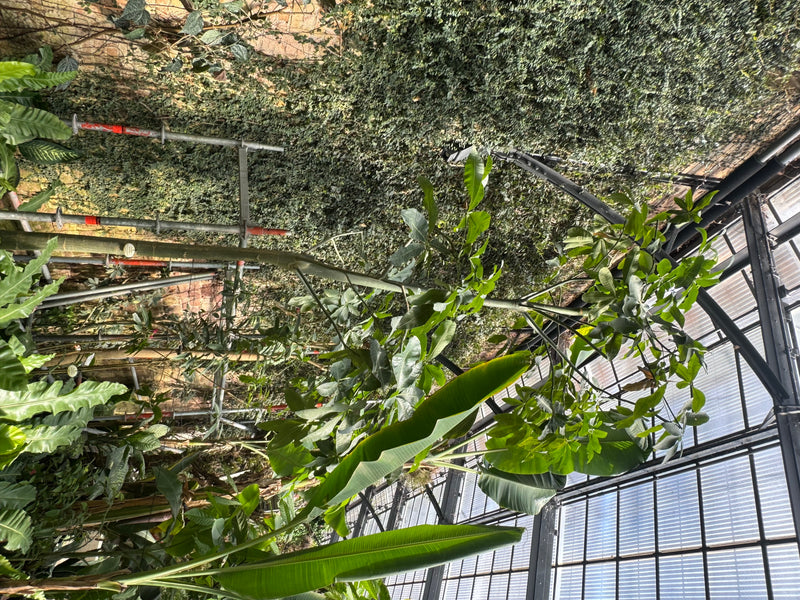 Een geldboom groeit met zijn karakteristieke bladeren en stam in een kas tussen andere tropische planten.