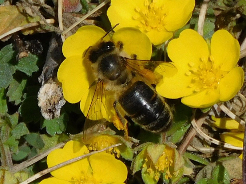 Glanzende zandbij — Bild 1