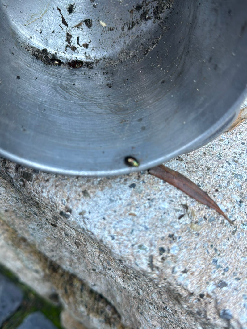 Glans kever — Bild 1