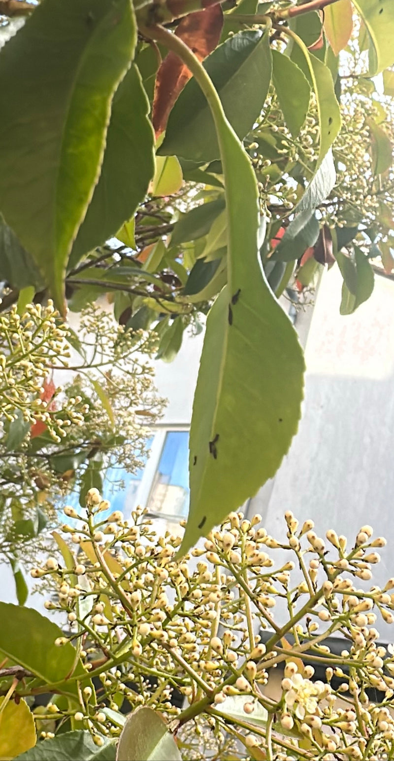 De afbeelding toont de typische groene bladeren en knoppen van een Fraser's glansmispel. De plant staat in een natuurlijke buitenomgeving.