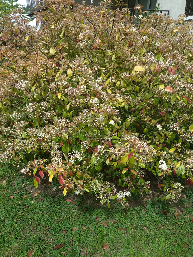 Er is een grote, dichte struik van de photinia te zien met vele kleine witte bloeiwijzen en roodgroene bladeren. De plant staat voor een huismuur op begroeid...