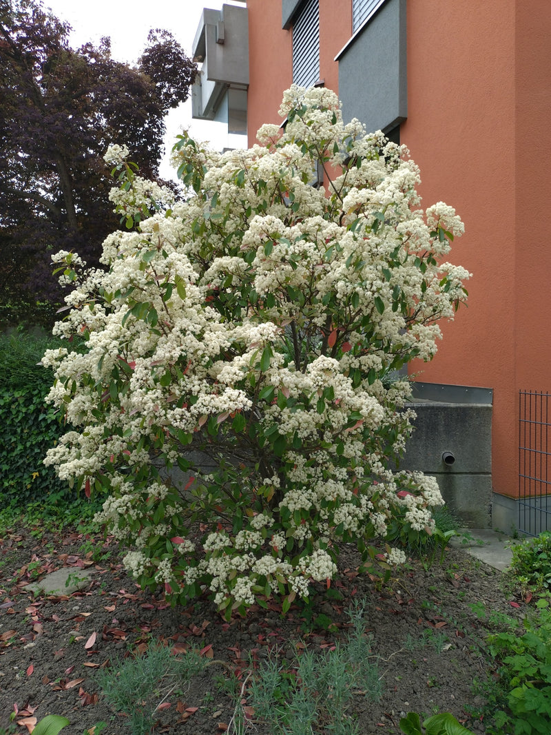 Te zien is een rijk bloeiende glansmispelstruik met dichte, witte bloeiwijzen. De plant staat in een tuinenborder voor een gekleurde huismuur.