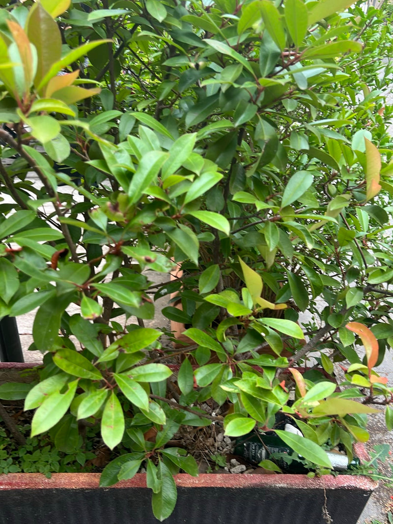 Te zien is een dichte struik van de fotinia met typische groene en pas uitgelopen roodachtige bladeren in een plantenbak.