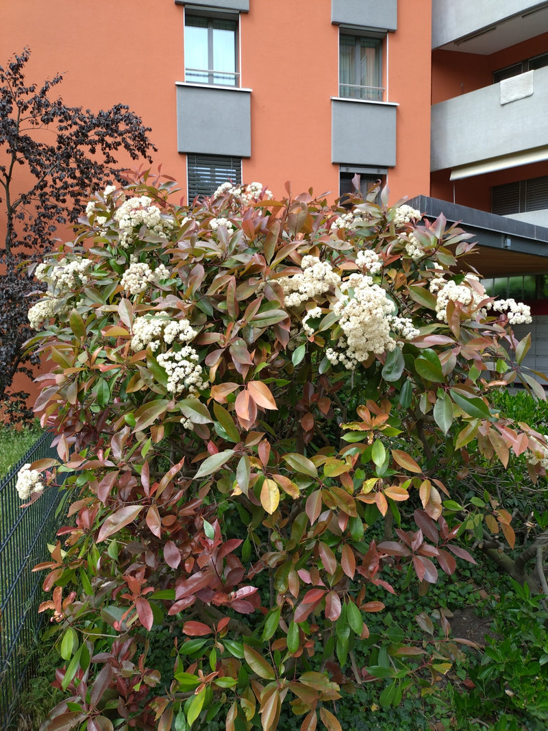 Te zien is een bloeiende photinia met rood-groene bladeren en witte bloeiwijzen voor een oranje gebouw.