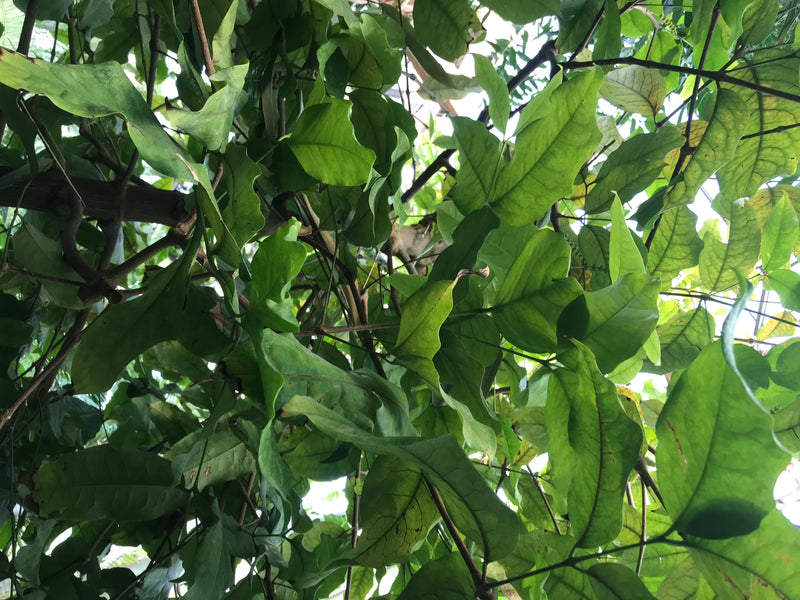 Gnetum-Baum — foto 2 van 2