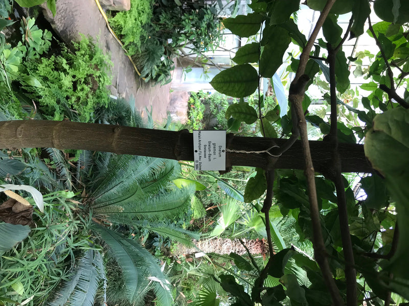 Gnetum-Baum — foto 1 van 2