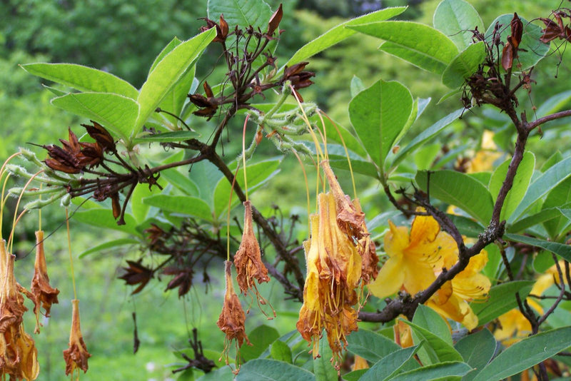 Te zien is een tak van een gele azalea met groene bladeren, gele bloemen en verwelkte bloeiwijzen en zaaddozen.