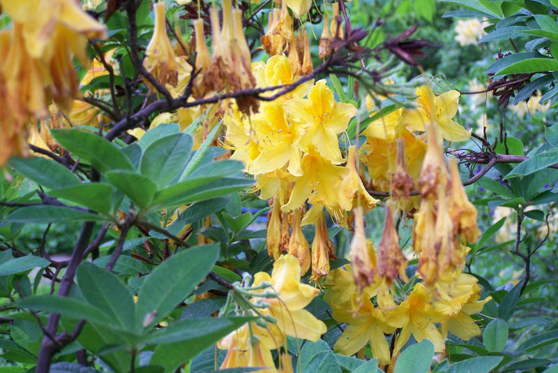 Een struik van de gele azalea is zichtbaar met heldergele bloemen en groene bladeren. Sommige bloemen verwelken al.