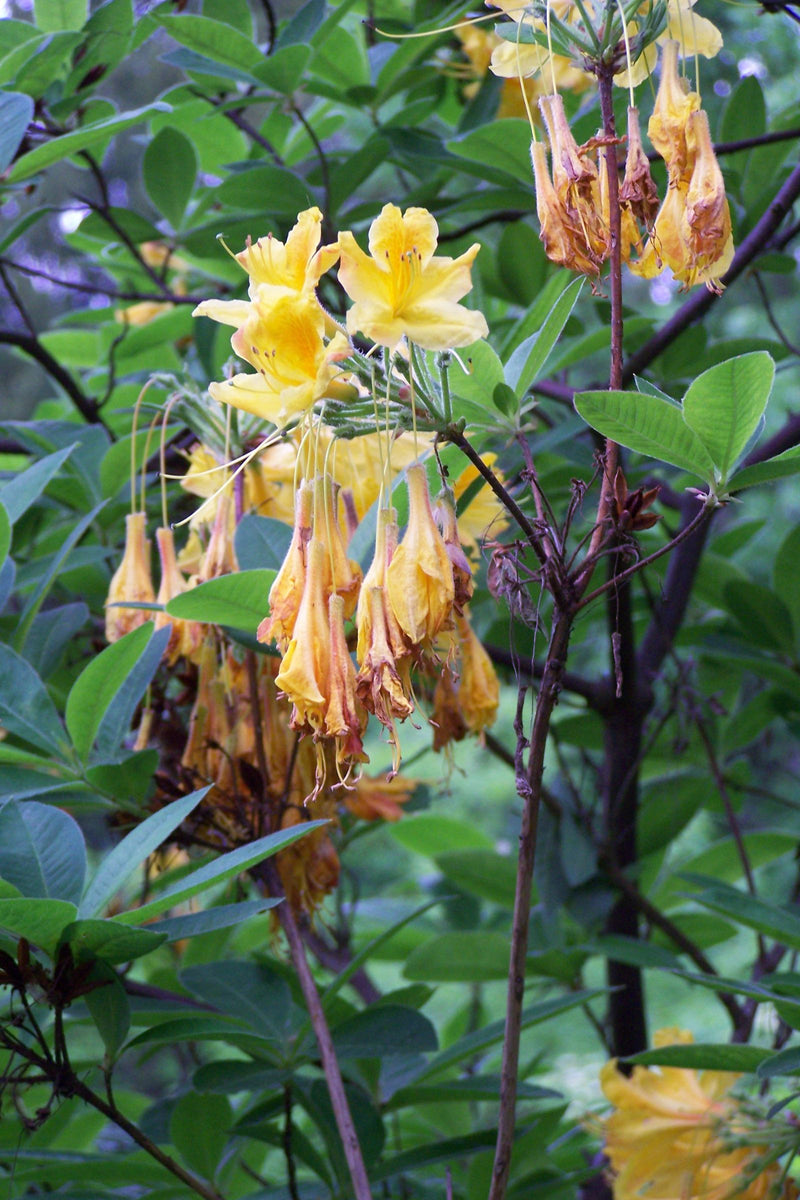 De gele azalea is te zien met heldergele bloemen en groene bladeren aan een tak. De foto toont de plant in zijn natuurlijke omgeving.