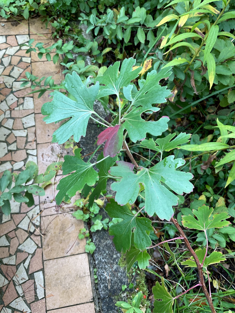 Tak van een gele ribes met kenmerkend gelobde groene bladeren en een beginnende rode verkleuring naast een tuinpad.
