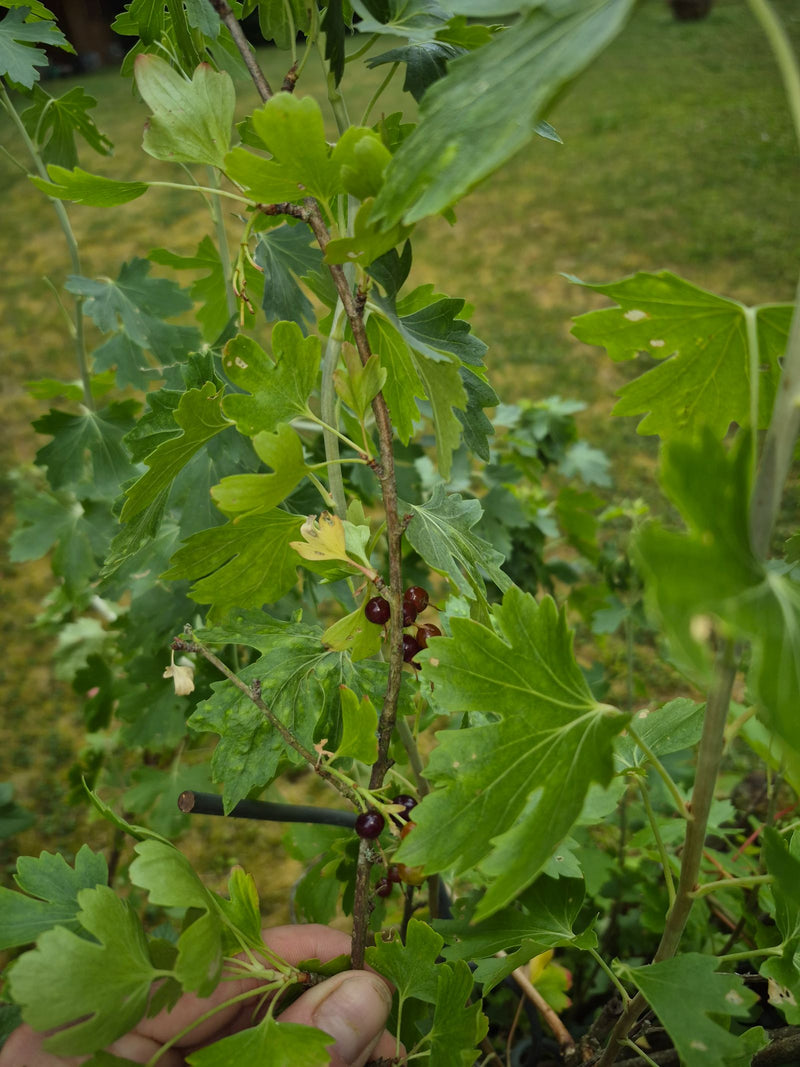 De afbeelding toont een tak van de goudbes met typisch gelobde groene bladeren en kleine donkere vruchten.