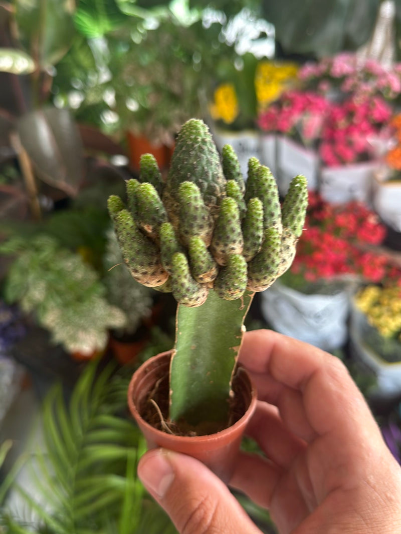Gouden stekelige cactus — Bild 3