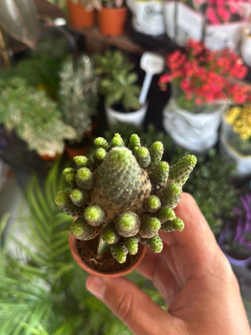 Gouden stekelige cactus — Bild 4