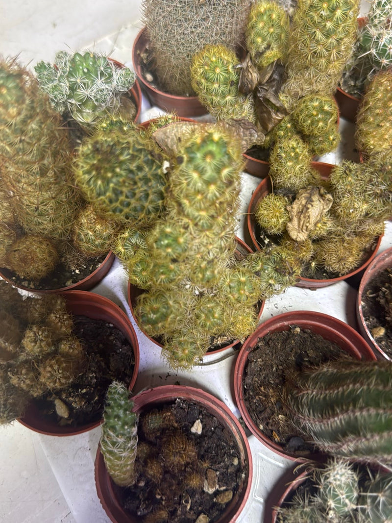 Gouden stekelige cactus — Bild 1