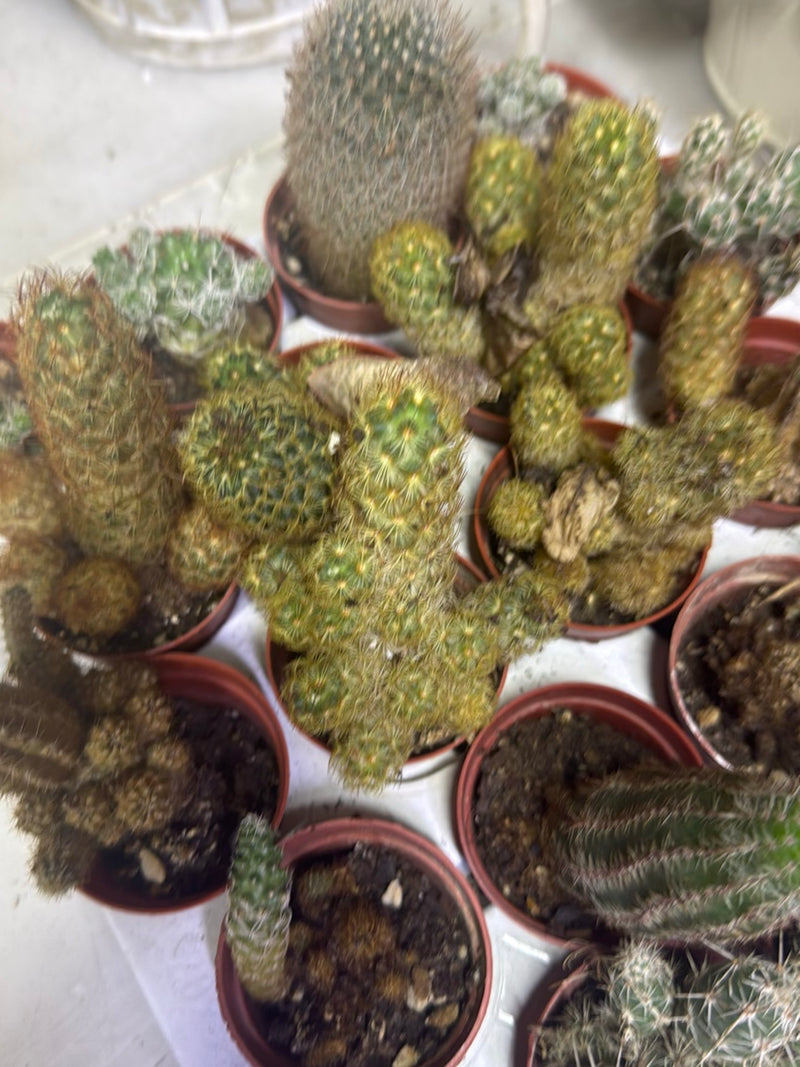 Gouden stekelige cactus — Bild 2