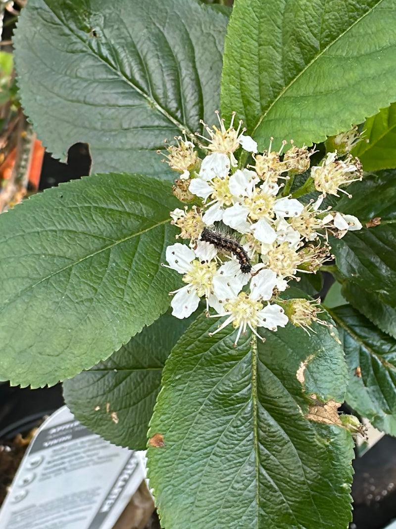 Goudna — Bild 3