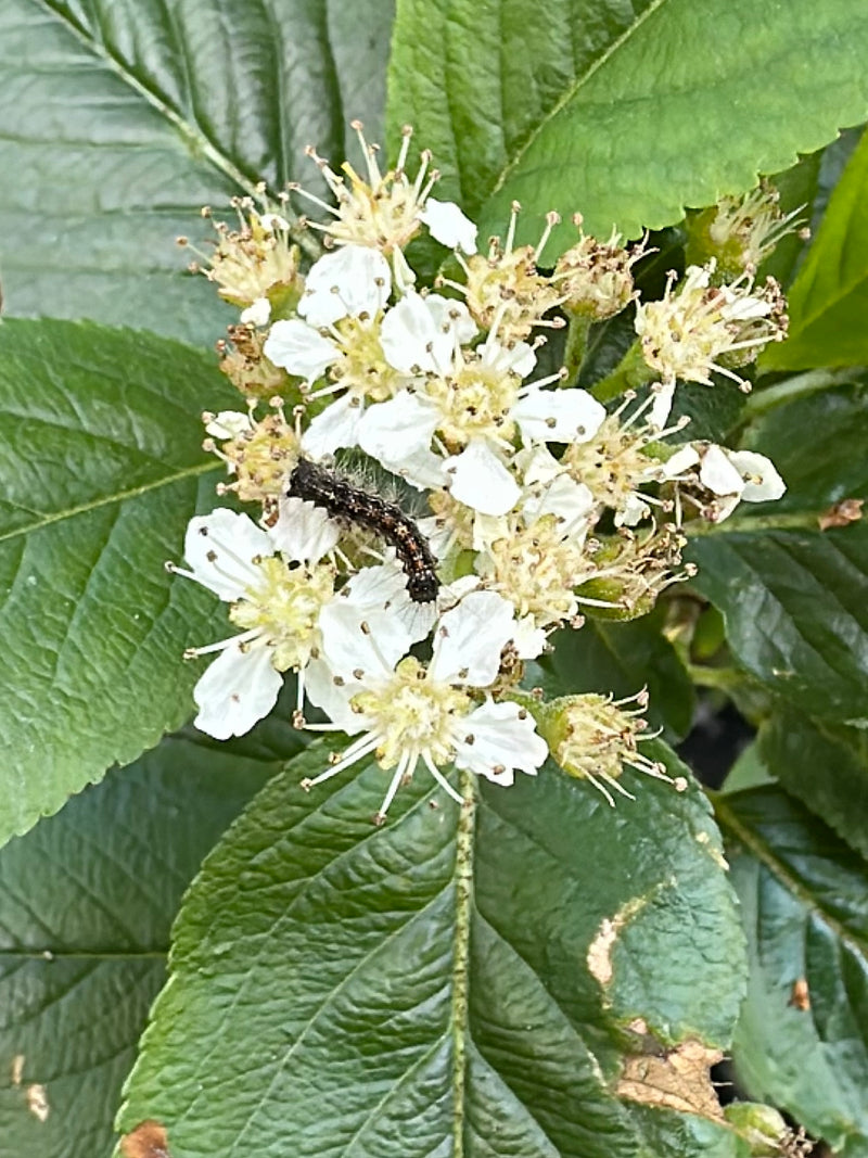 Goudna — Bild 2