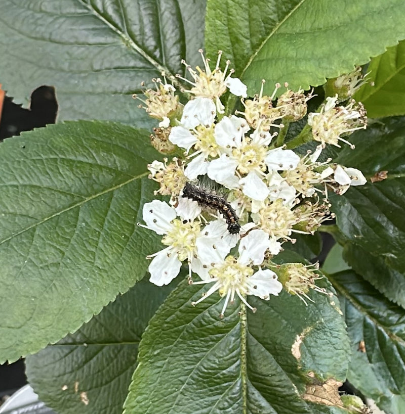Goudna — Bild 1