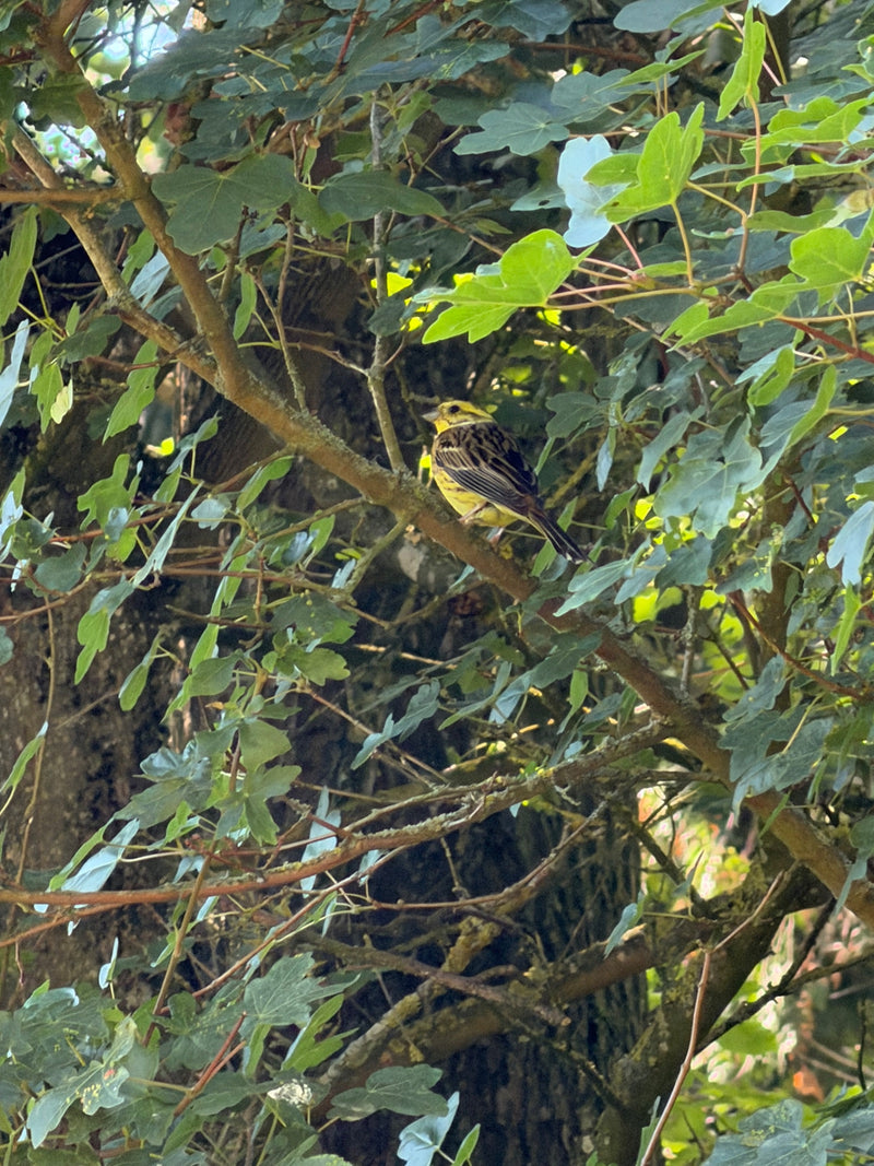 Geelgors — foto 1 van 2