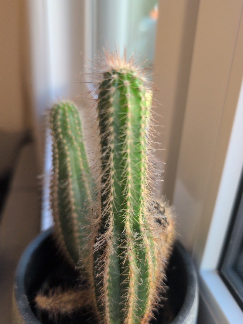 Gouden fakkelcactus — Bild 1