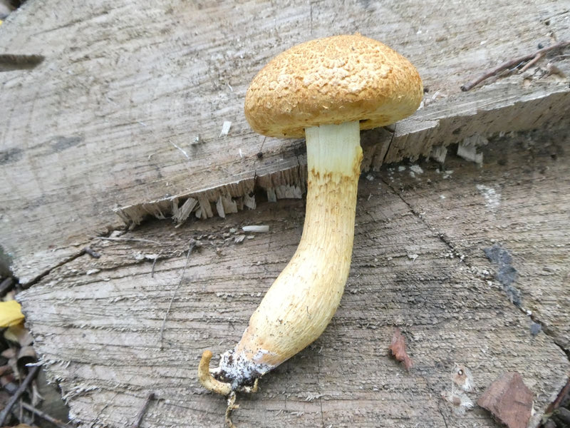 Goldfell-Schüppling — foto 1 van 1