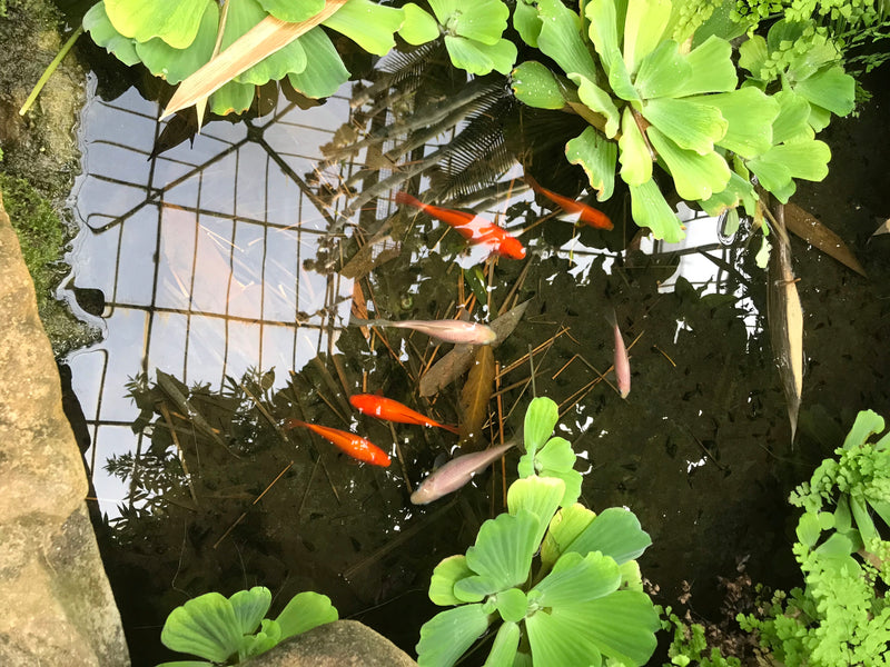 Verschillende goudvissen zwemmen in een heldere tuinvijver omringd door groene waterplanten. De vissen tonen hun typische oranje en lichte kleur.