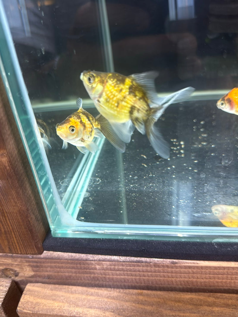 Meerdere goudvissen zwemmen in een glazen aquarium. De vissen vertonen goud-zwarte en wit-oranje kleuren.