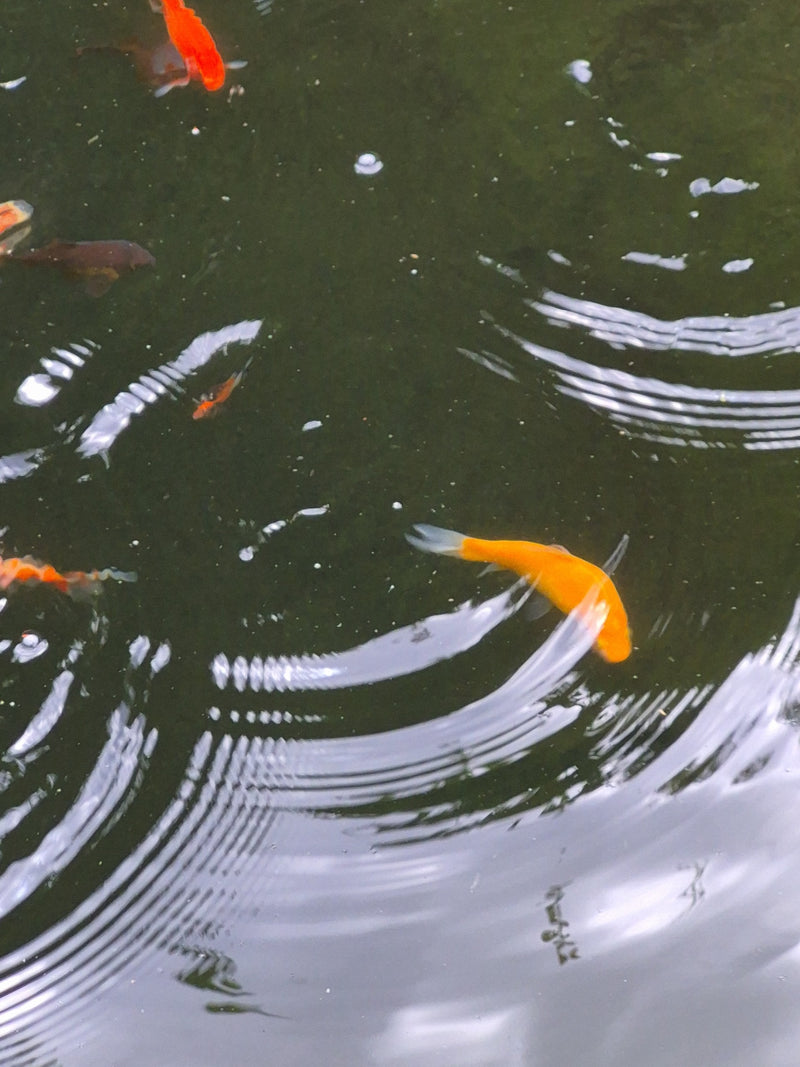 verschillende goudvissen zwemmen in het donkere water van een vijver. Lichte rimpelingen zijn zichtbaar op het oppervlak.