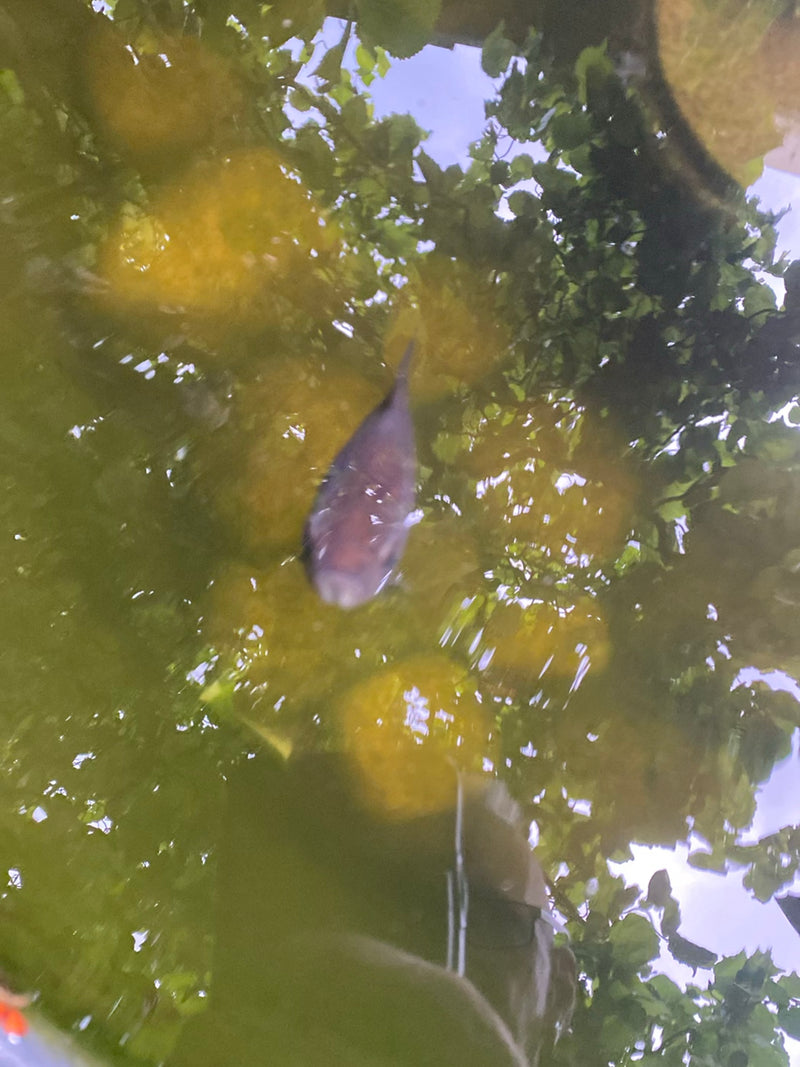 Van bovenaf is een goudvis te zien die zwemt in een troebele tuinvijver. Bomen en lucht weerspiegelen op het wateroppervlak.