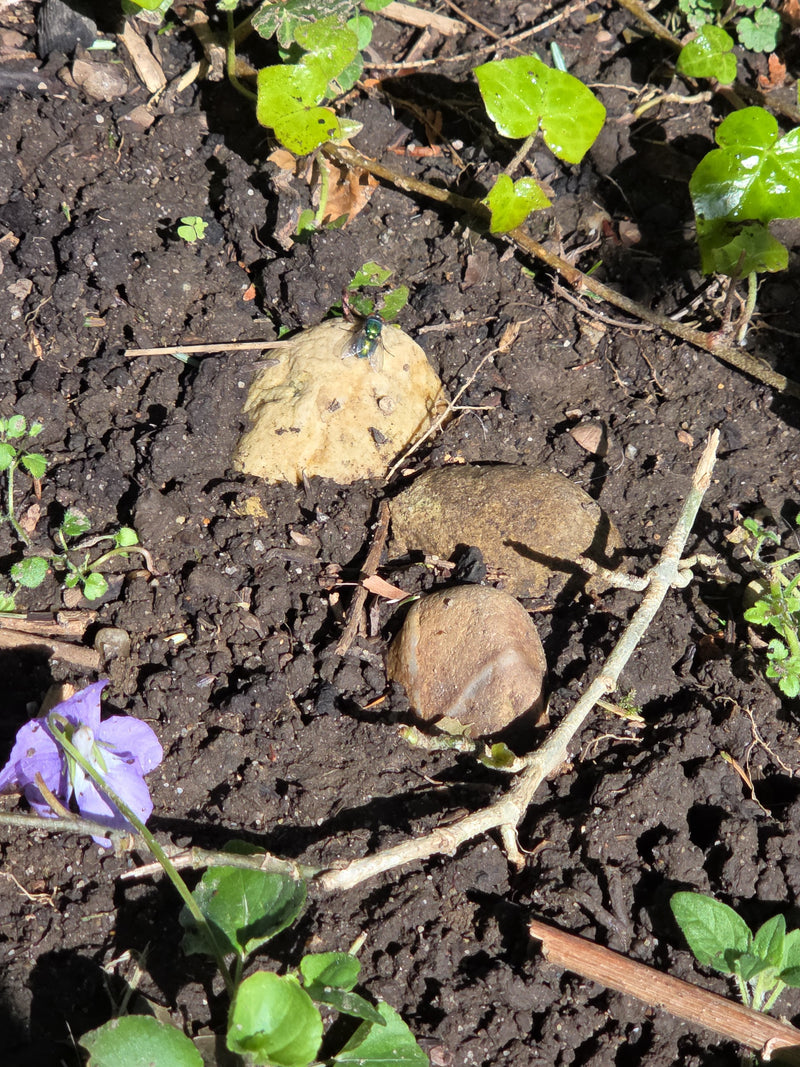 Een gouden bromvlieg met een karakteristiek glanzend groen lichaam zit op een lichte steen. De ondergrond bestaat uit donkere tuinaarde omringd door kleine g...