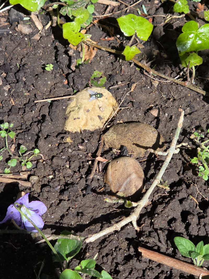 Een groene vleesvlieg zit op een kleine steen in donkere tuinaarde. De steen wordt omringd door aarde en enkele groene plantenblaadjes.
