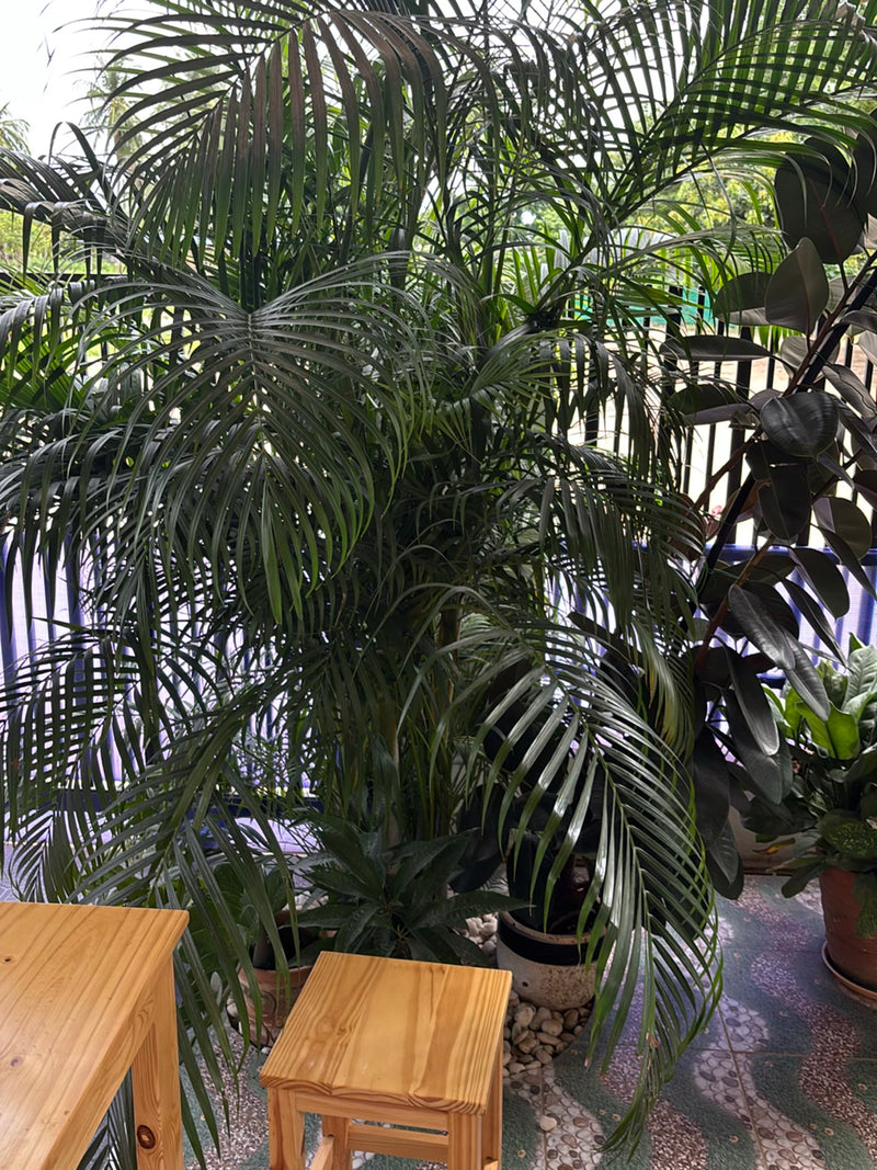 Gouden fruitpalm — Bild 1