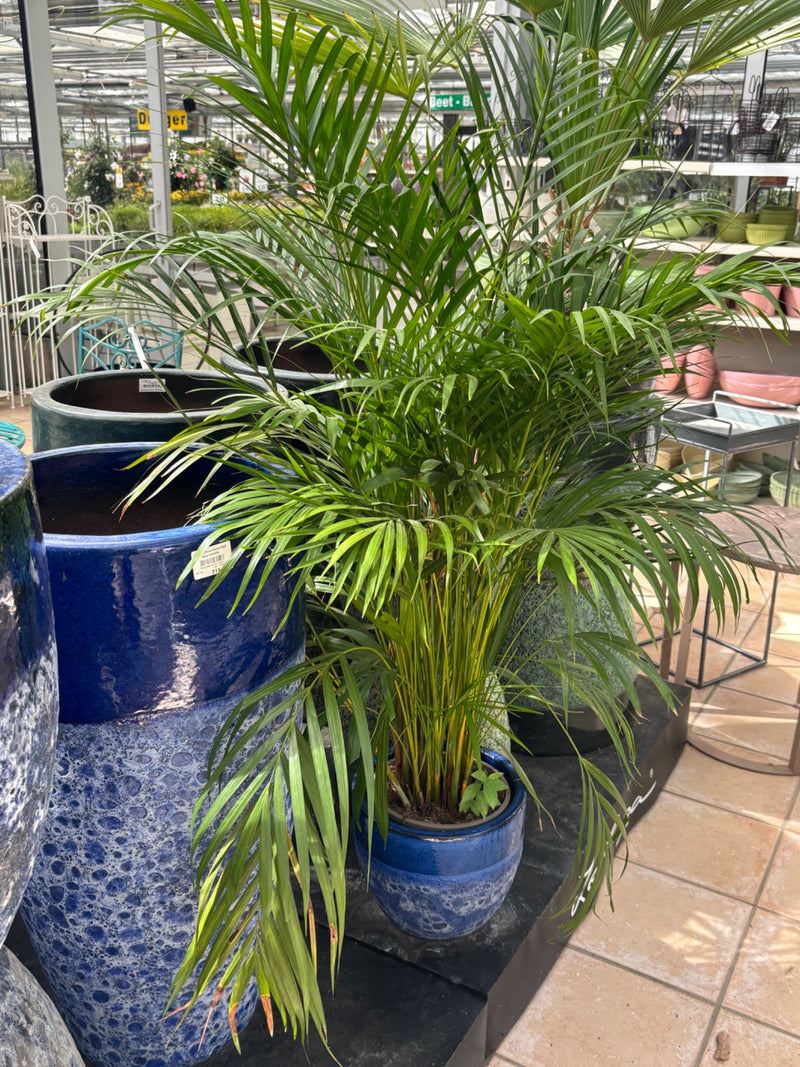 Te zien is een gezonde goudpalm in een blauwe keramieken pot. De plant staat binnenshuis, omringd door andere plantenbakken.