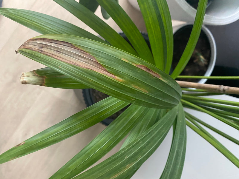 De afbeelding toont de groene, geveerde bladeren van een goudpalm in een bloempot. Enkele bladeren vertonen bruine verkleuringen.