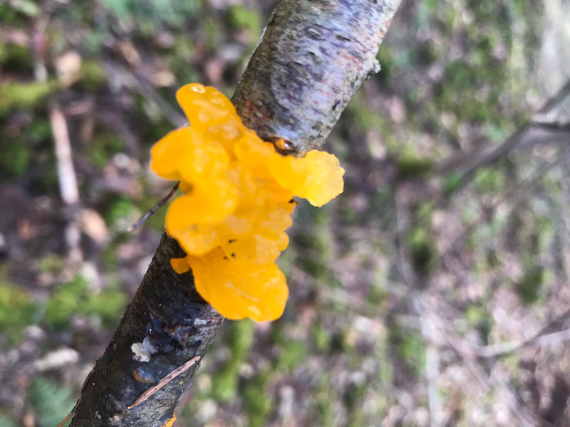 Goldgelber Zitterling — foto 1 van 1