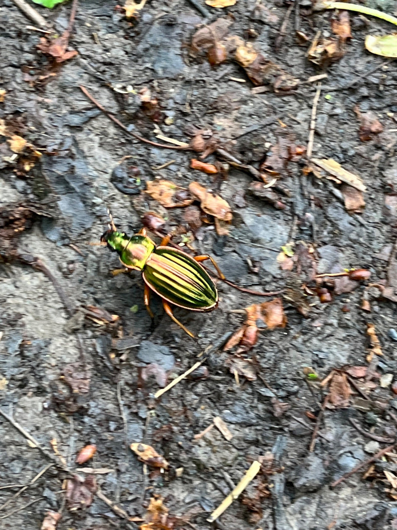 Een gouden loper loopt over een vochtige bosgrond met kleine bladerresten. De kenmerkende gouden dekschilden en groene kleur zijn goed zichtbaar.