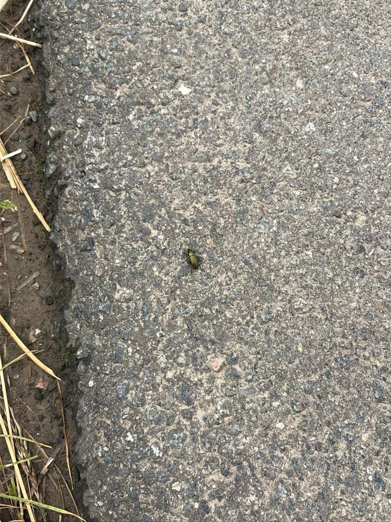 Een kleine goudglanzende loopkever zit op een grijs asfaltpad, van boven gefotografeerd.