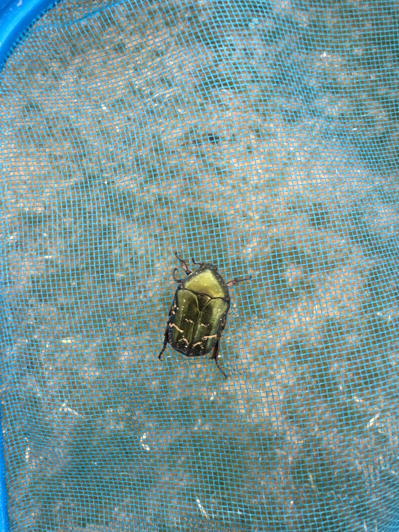 Een metaalachtig groen glanzende gouden tor zit op een blauw insectennet. De typische witte patronen op de dekschilden zijn goed zichtbaar.