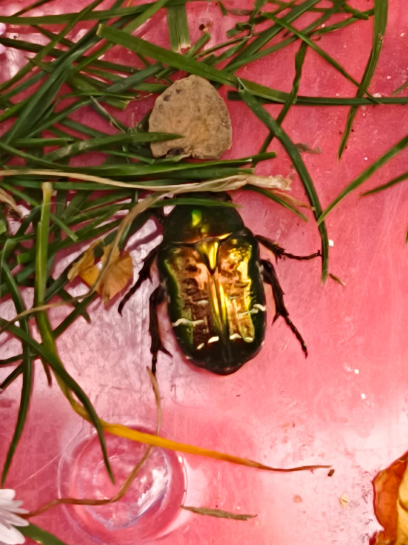 Een metaalachtig groene gouden tor zit op een roze ondergrond omringd door enkele sprietjes gras. Het insect is van bovenaf goed zichtbaar.